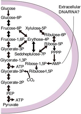 The Deep Rocky Biosphere: New Geomicrobiological Insights and Prospects